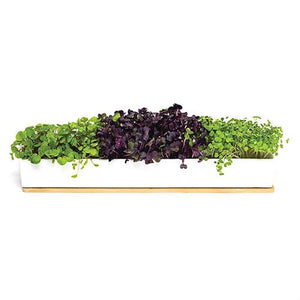 Urban Greens - Windowsill Grow Kit - Microgreens